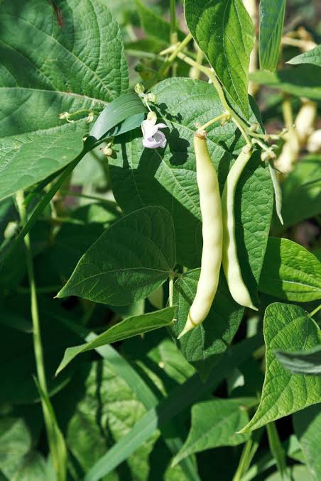 Fresh Beans