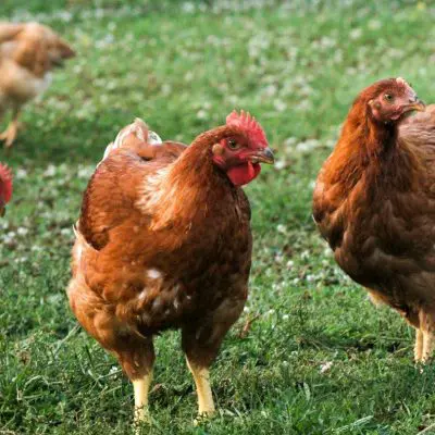 Broilers