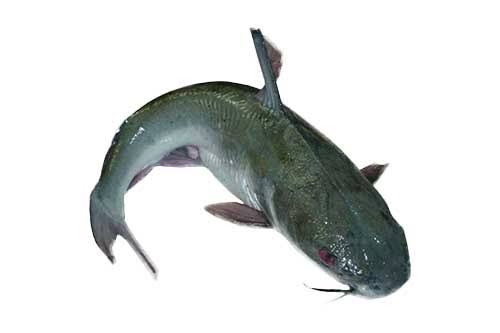 Fish Harvest