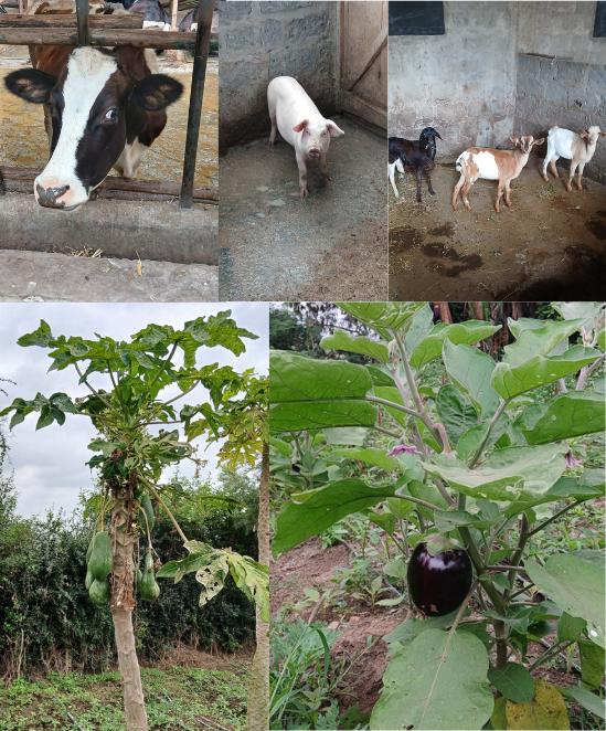 Acosca Farm