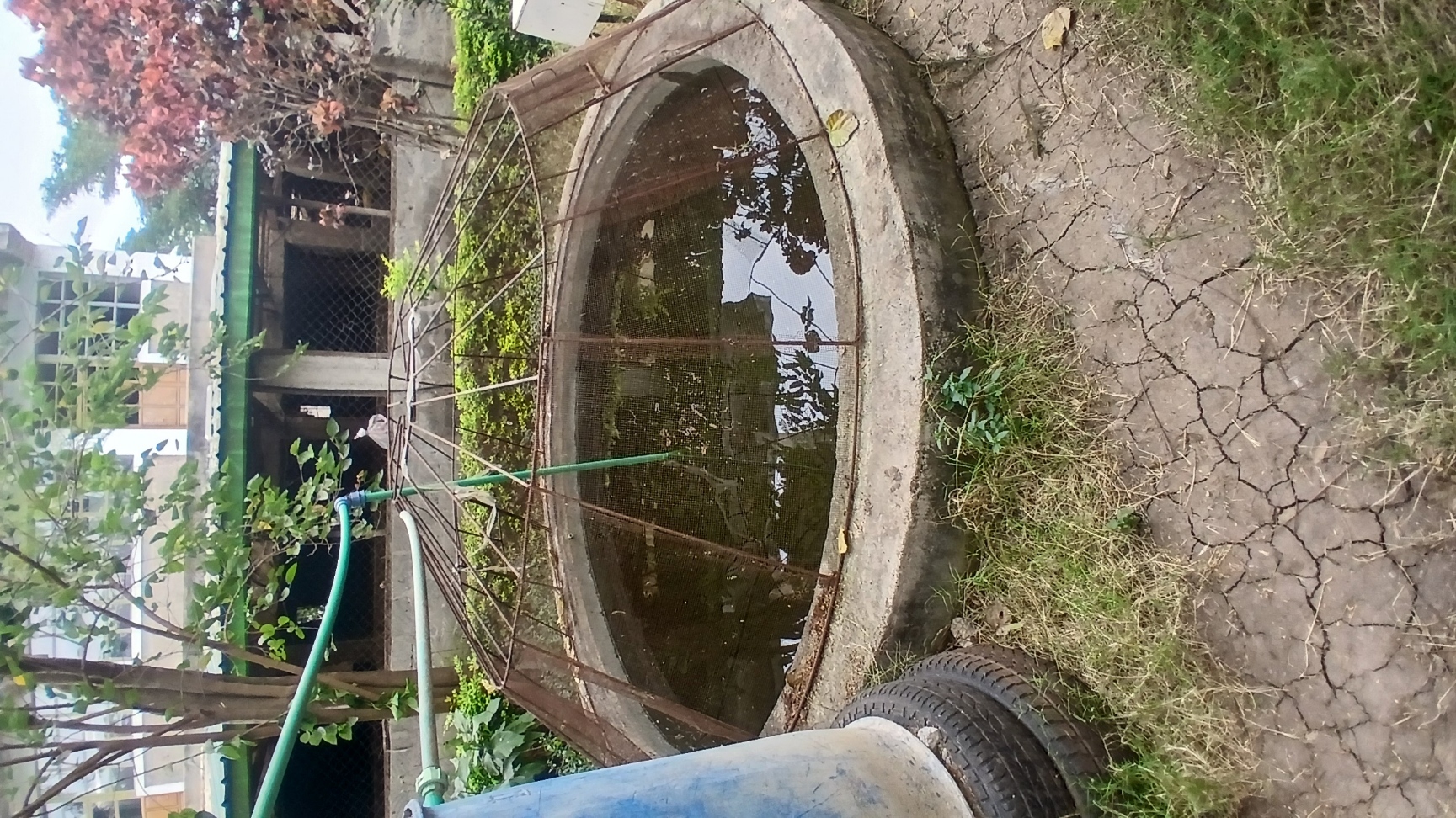 Fish Pond
