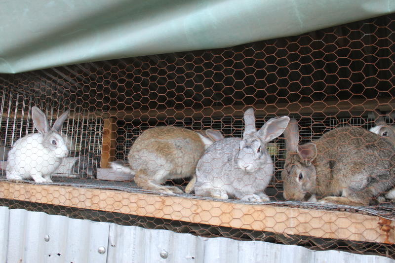 Flemish Giant Rabbit