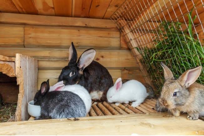 California White Rabbit
